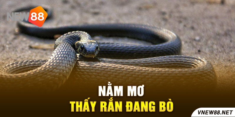 Nằm mơ thấy rắn đang bò