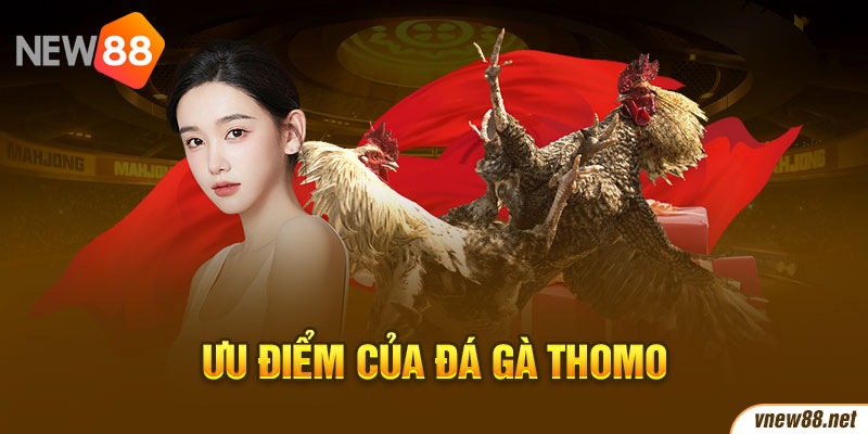 Ưu điểm của đá gà Thomo