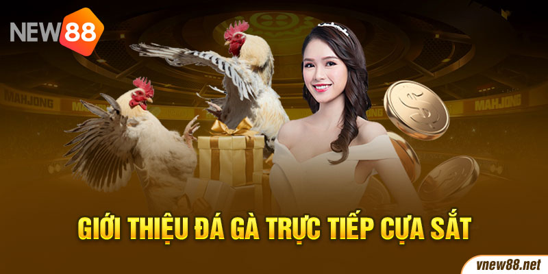 Giới thiệu đá gà trực tiếp cựa sắt