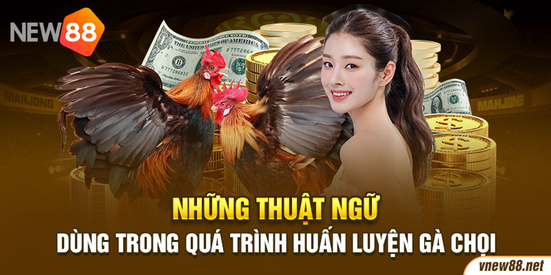 Những thuật ngữ dùng trong quá trình huấn luyện gà chọi